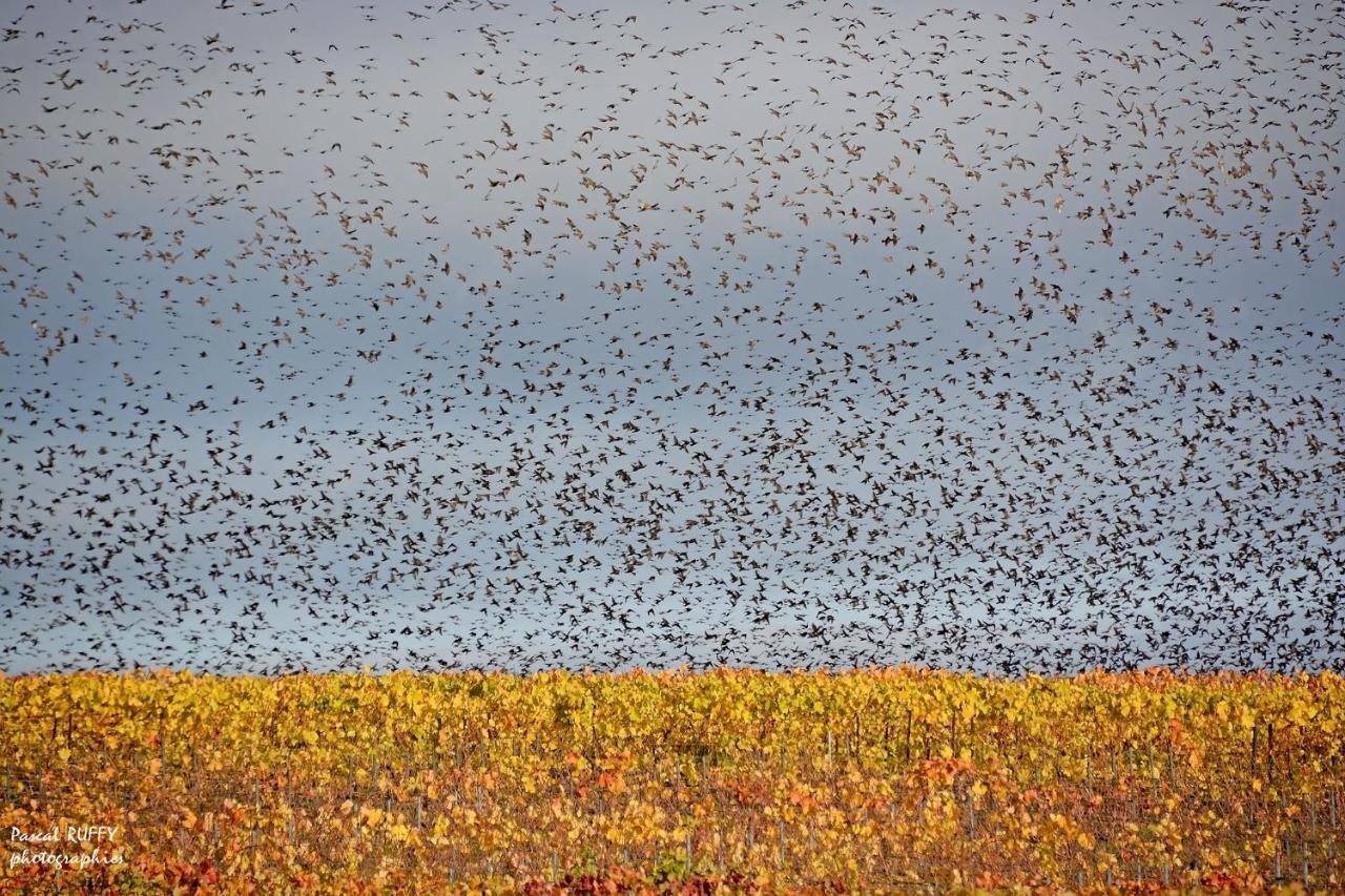 L'Aire Des Oiseaux Villa Muno Екстериор снимка